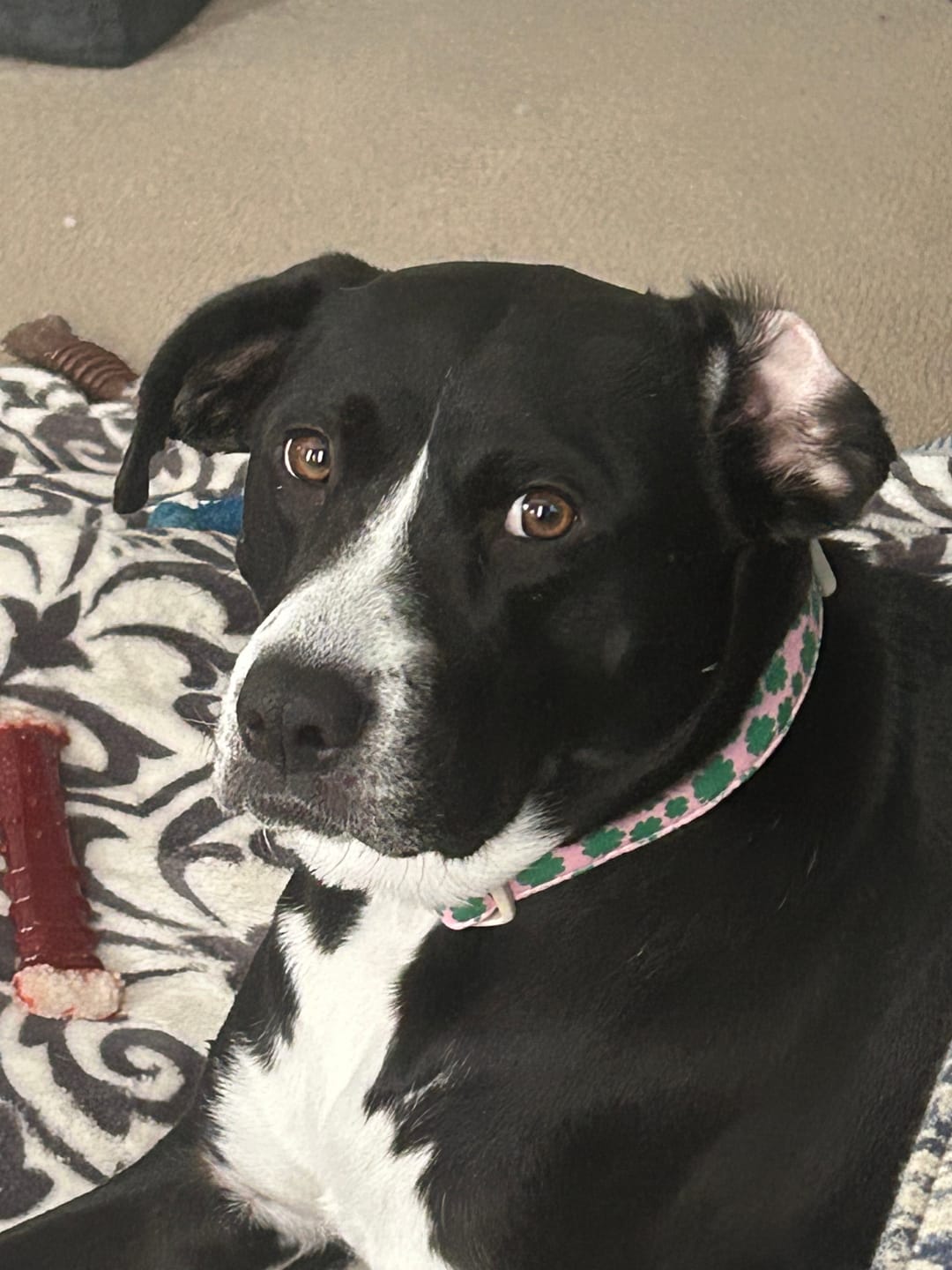 Customer photo review of Stick a Day Dogs | Chicken Flavor | Specially Formulated 7-in-1 Functions Daily Real Meat Snacks for Dogs | Healthy Tasty Treat & Pet Vitamins & Supplements Combination (Pack of 28 Sticks)