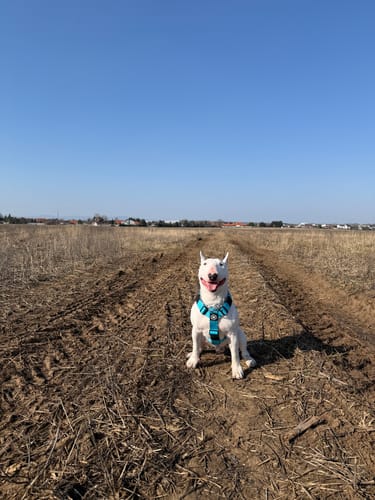 Customer photo review of Training Double Ended Dog Lead | 2m Length -  Light Blue