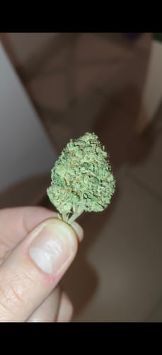A customer holds a single, light green bud of Miracle Alien Cookies THCA Flower between their fingers.