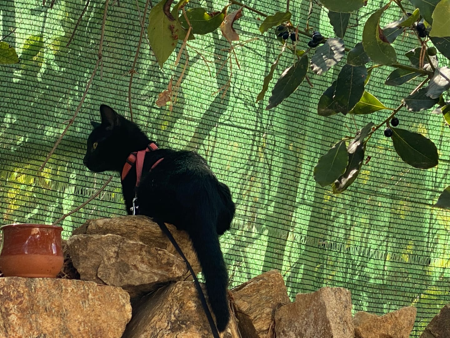 Customer photo review of Grain Free Cat Kitten