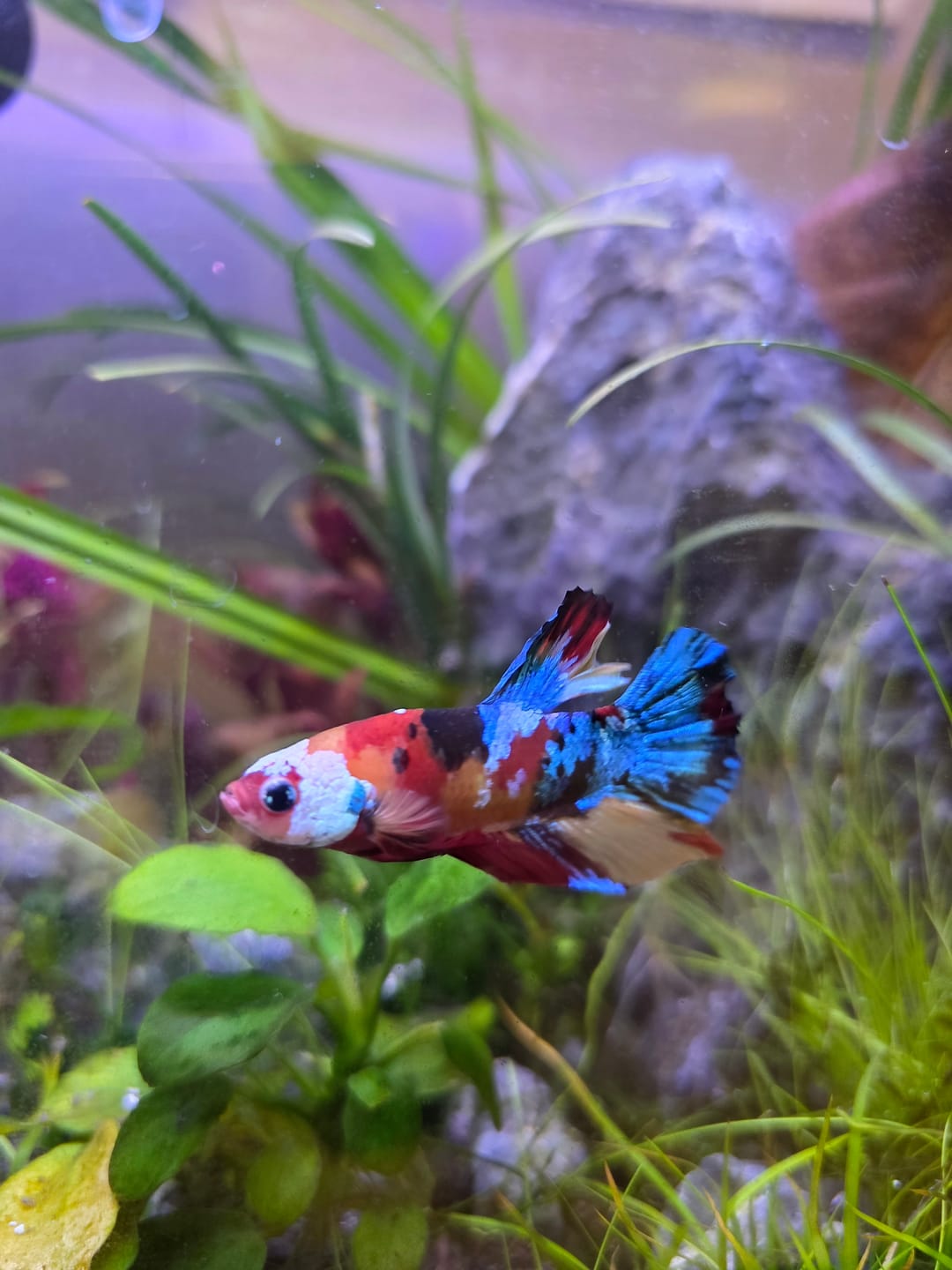 Customer photo review of Multicolor Yellow Base Plakat Male Betta Fish | Order Directly From Farm |  You Pick Fish