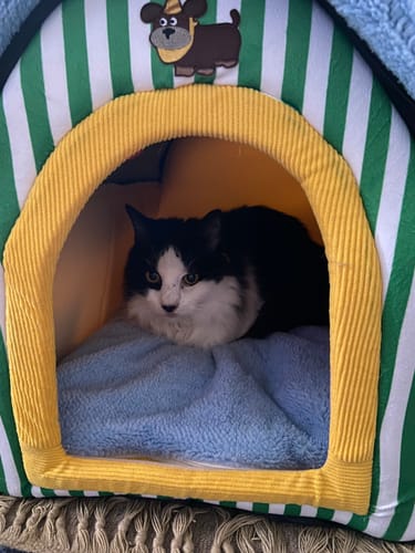 Customer photo review of Cosy Cabin-Style Enclosed Pet House with Carry Handle