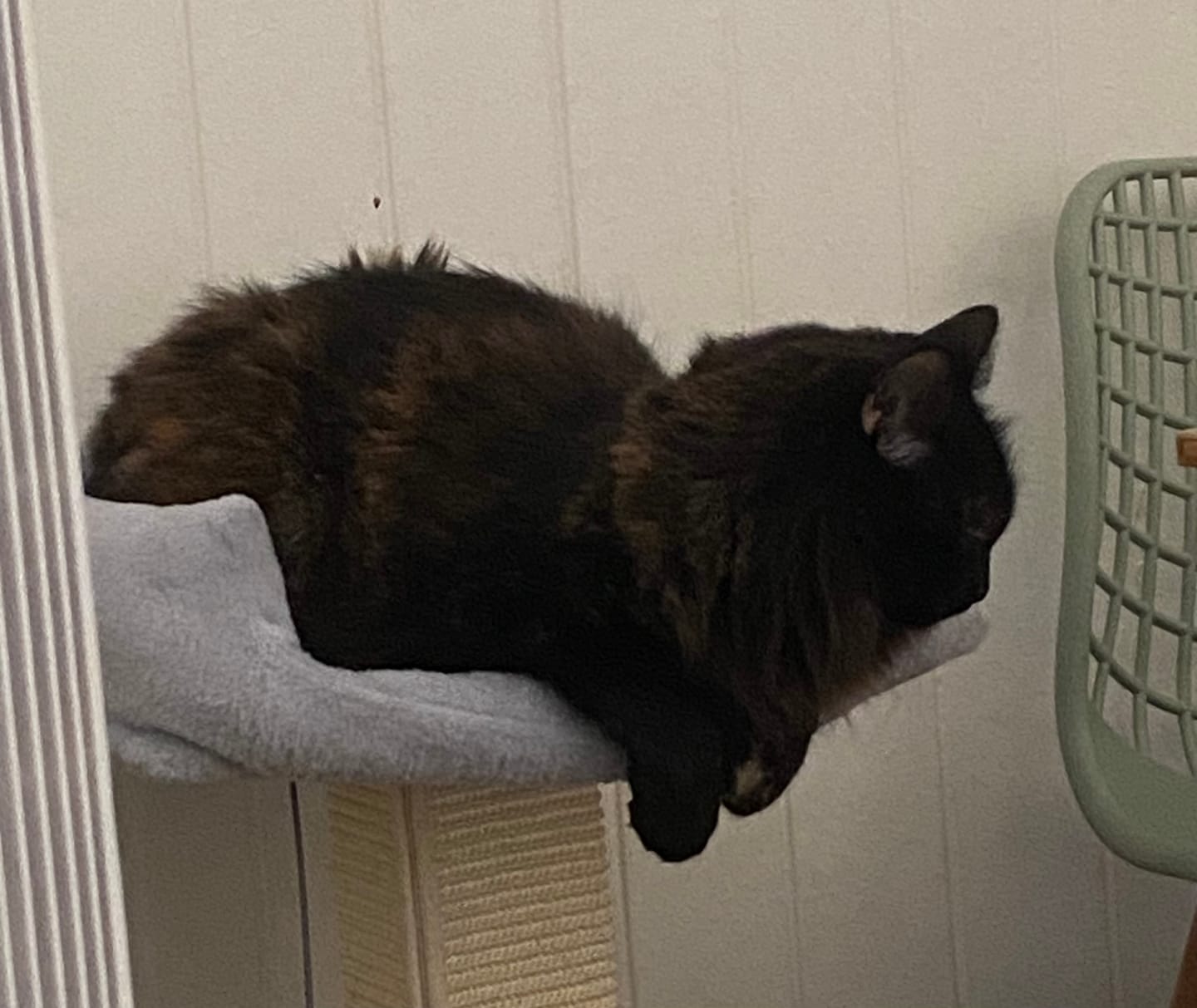 Customer photo review of Cat Scratcher Big Perch Bed Scratching Post Natural Sisal Condo House 71cm