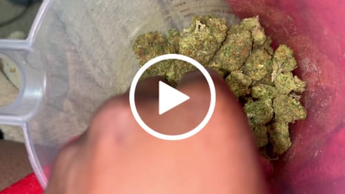 Customer video review of Larry Bird Gelato THCA Flower