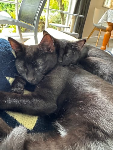 Customer photo review of Fit Litter