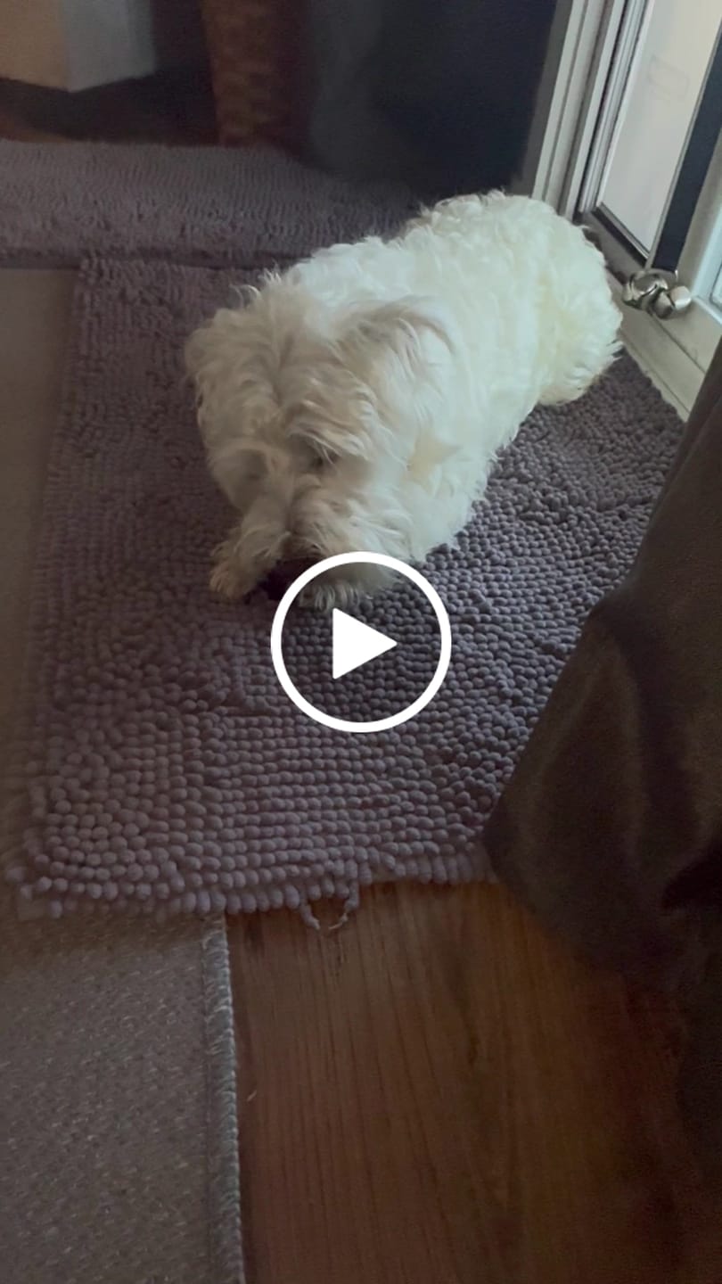 Customer video review of Pumpkin Yak Chews