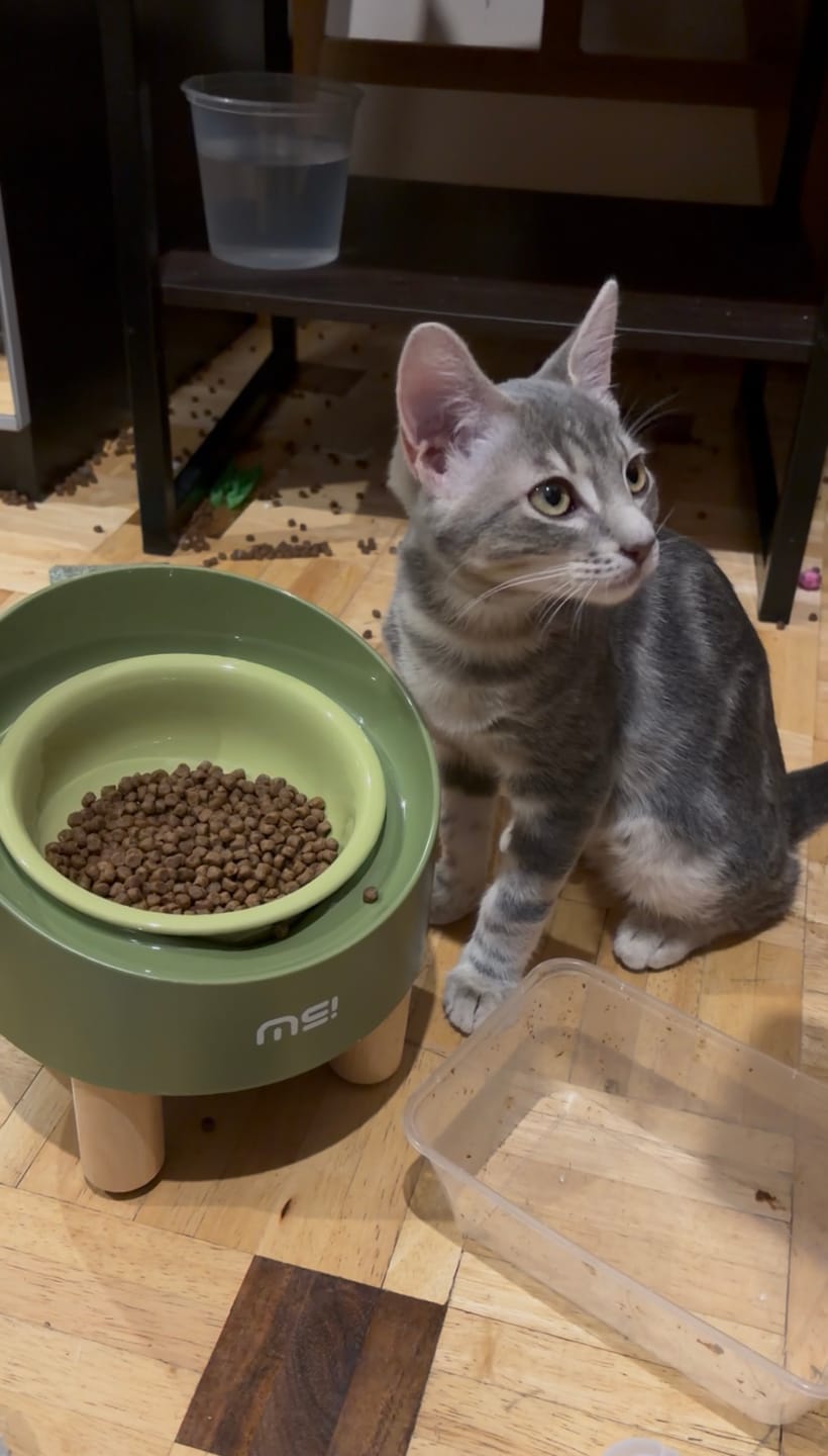 Customer photo review of Makesure Rolls Elevated Ceramic Pet Bowl with Wooden Stand