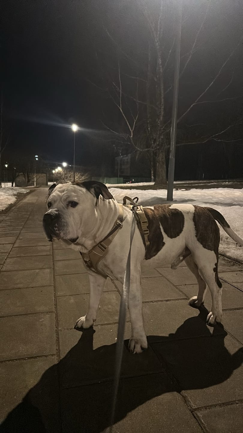 Customer photo review of Anti Pull Hurricane Harness Lighter | With Handle - Tan X Tan