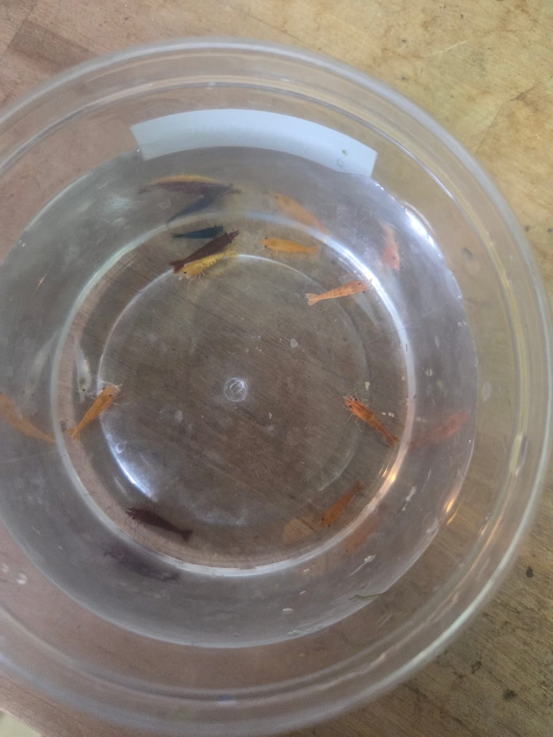 Customer photo review of Fourth Of July Shrimp Pack