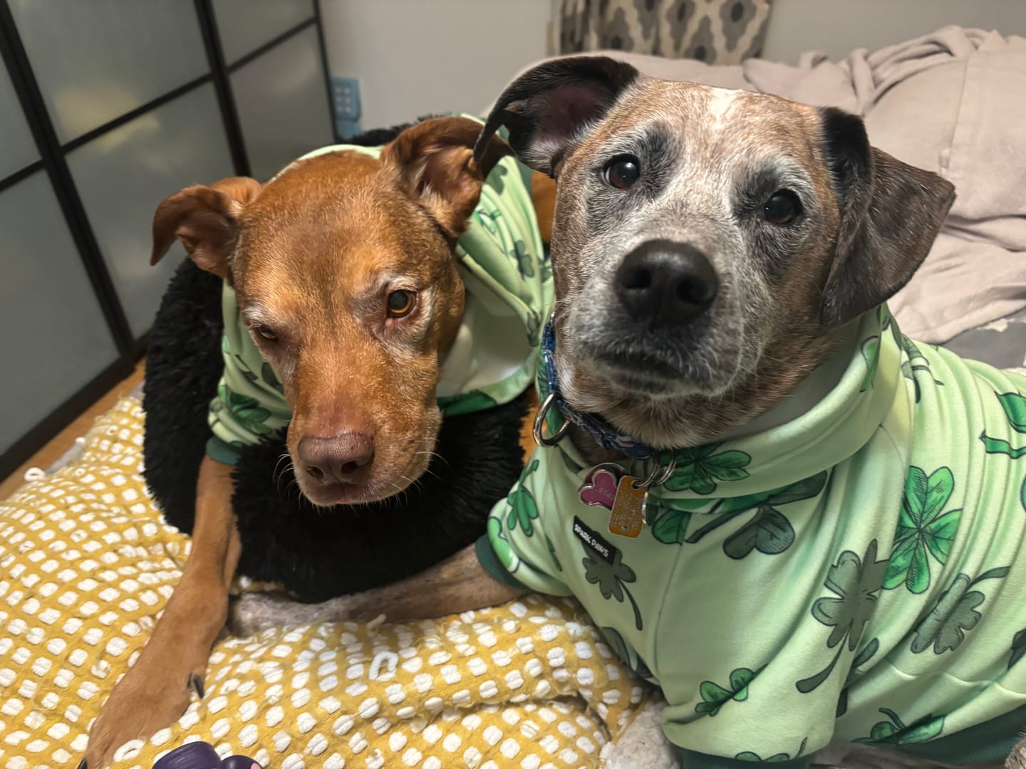 Customer photo review of St. Paddy's Human Hoodies (Limited Edition)