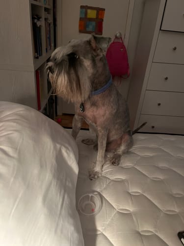 Customer's dog sitting on a bed wearing the Pet Protection Tag on its blue collar.