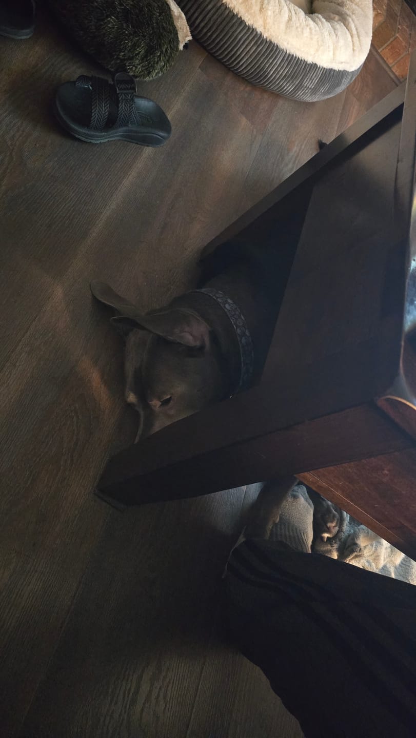 Customer photo review of Bark-Less Bites