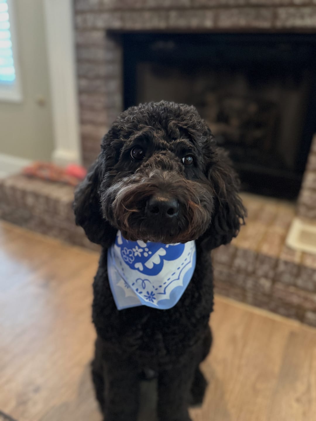 Customer photo review of Bandana Bundle