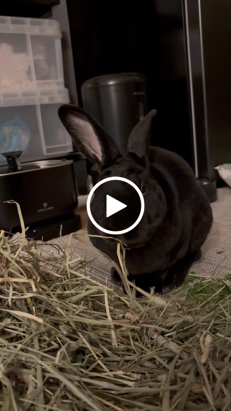Customer video review of Best of Both - Ultra Premium Canadian Timothy Hay for Rabbits and Guinea Pigs