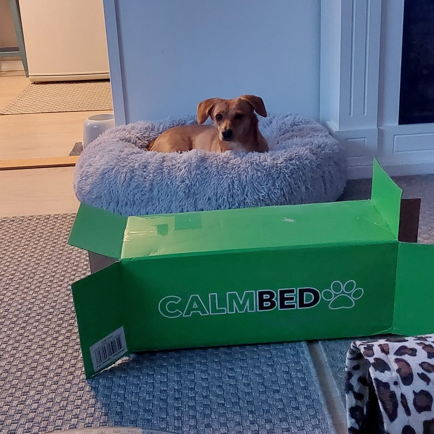 Customer photo review of CalmBed - Koirille, jotka ansaitsevat nukkua mukavasti