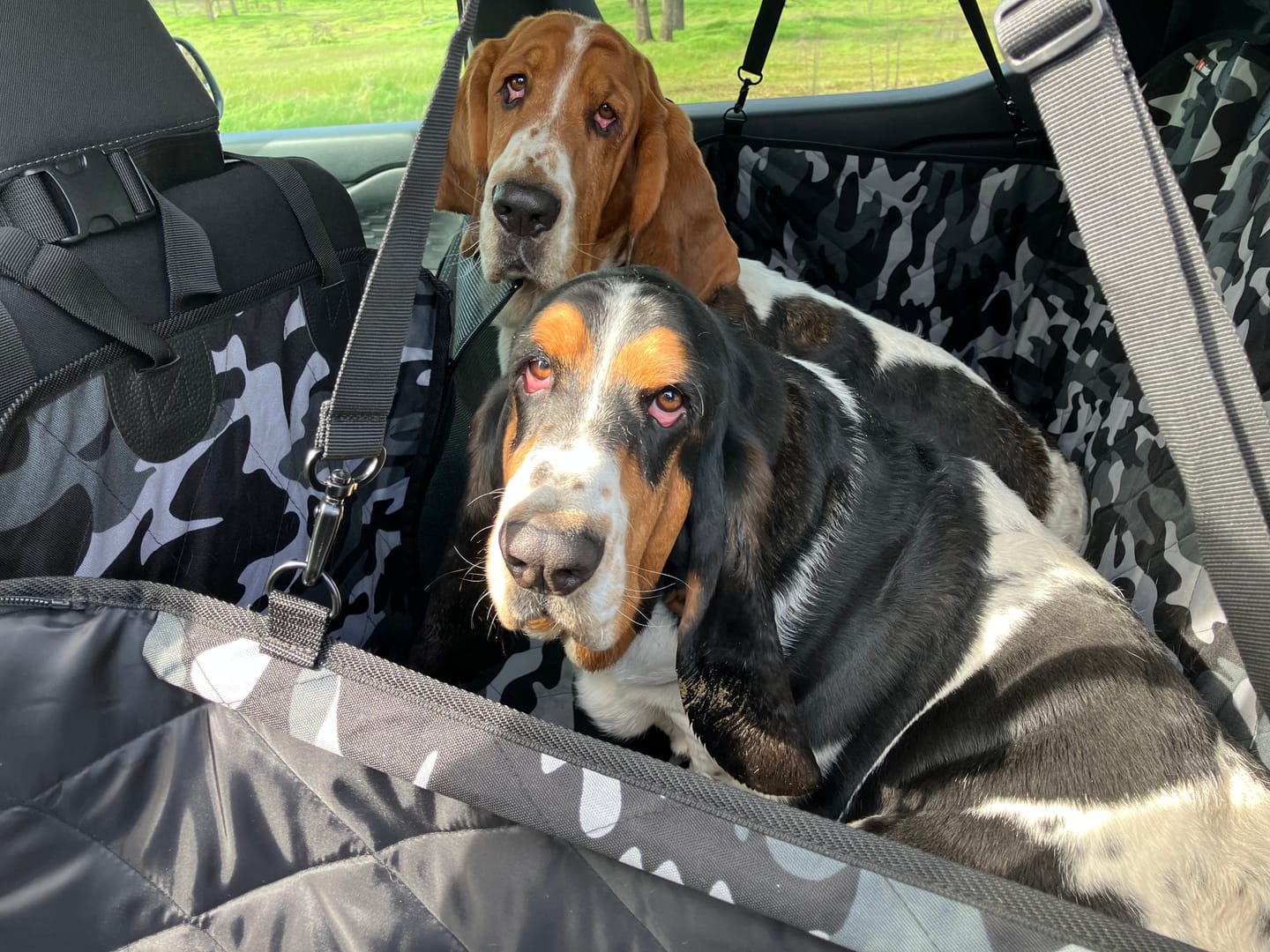 Customer photo review of 4Knines Hard Bottom Extender Car Seat Cover for Dogs - Regular