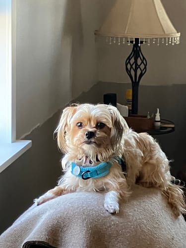 Customer photo review of Fresh Breath, Strong Gums, and Clean Teeth with the DE-01™ Dental Dogbiotic