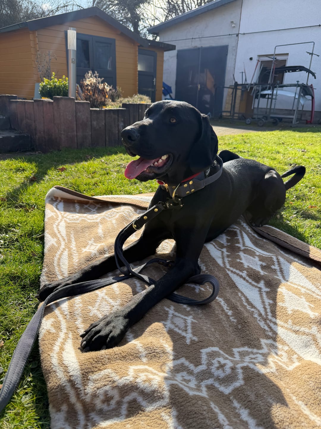 Customer photo review of Multi Guard Leash Golden Dark Grey - Multi-väktarkoppel
