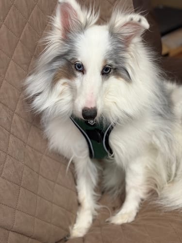 Customer photo review of Mystery Box - Dog