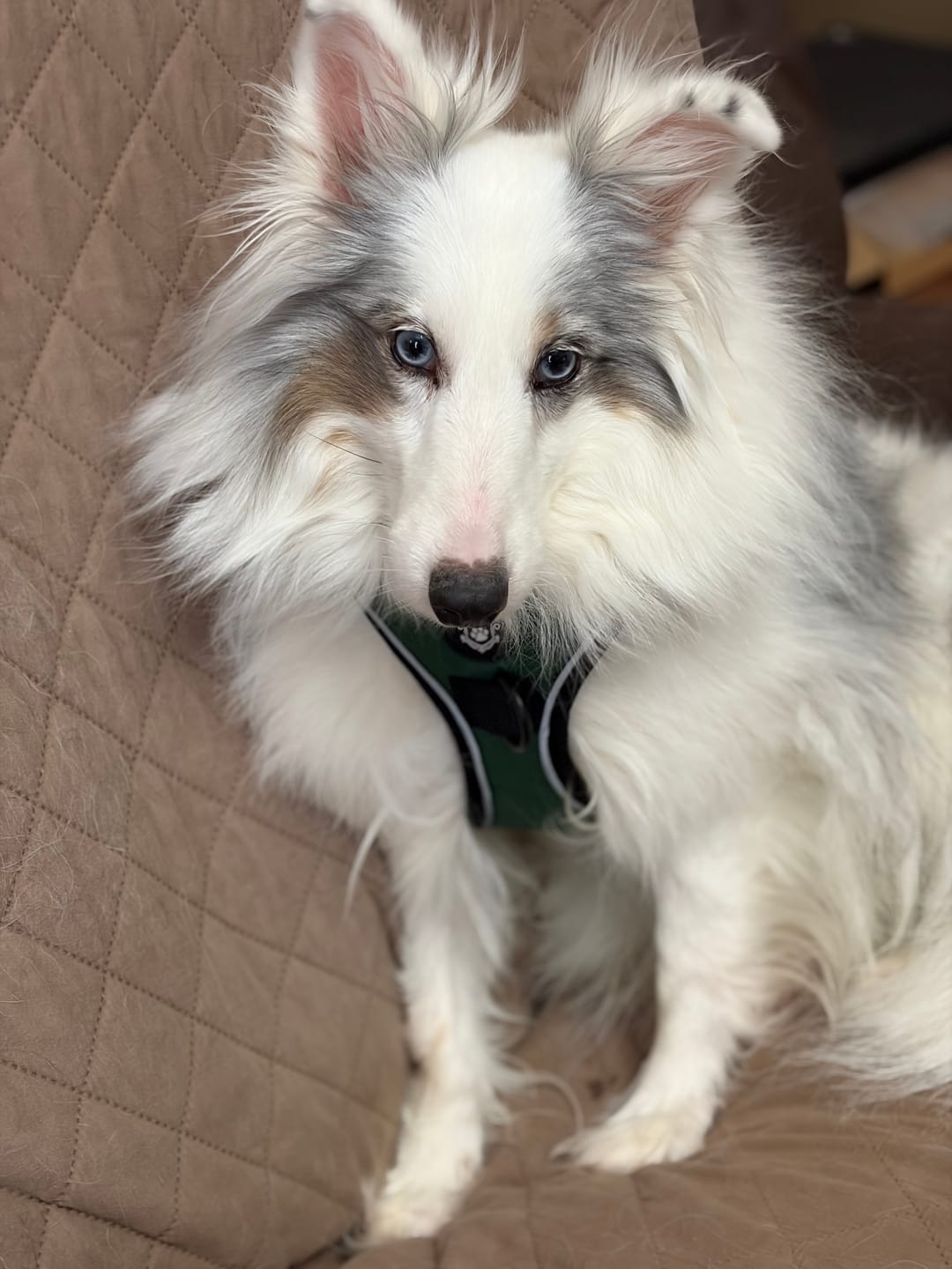 Customer photo review of Mystery Box - Dog