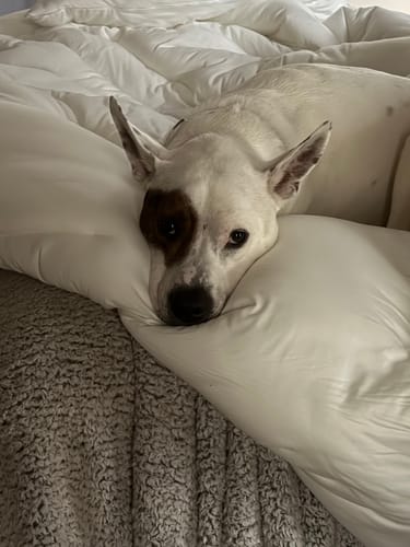 Customer photo review of MarshMellow Comforter