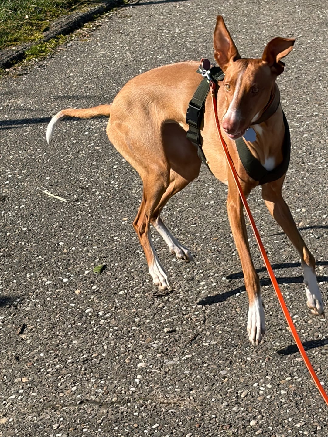 Customer photo review of Windhundgeschirr FUN "Mountain Green"