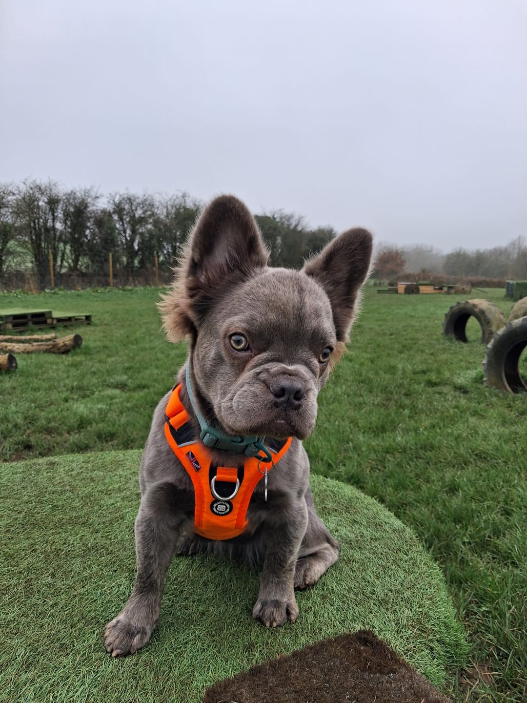 Customer photo review of Anti Pull Hurricane Harness Lighter | With Handle - Carminerose