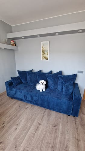 Kliento mėlyna sofa lova POLO svetainėje, ant kurios sėdi mažas baltas šuniukas.