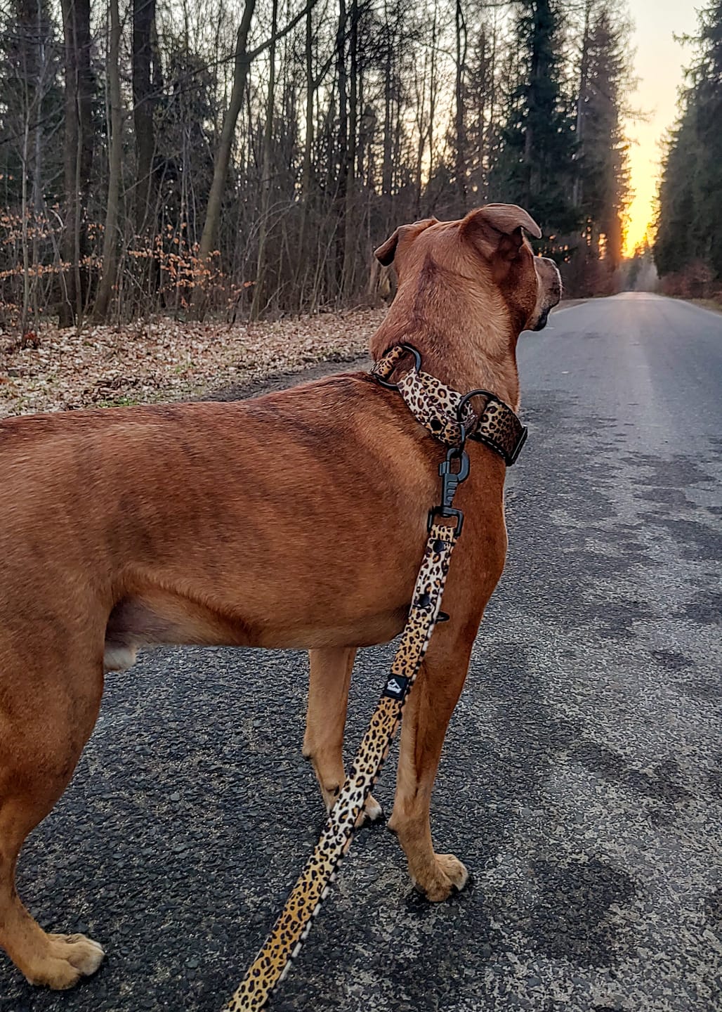 Customer photo review of Szeroka obroża półzaciskowa - Martingale Leopard