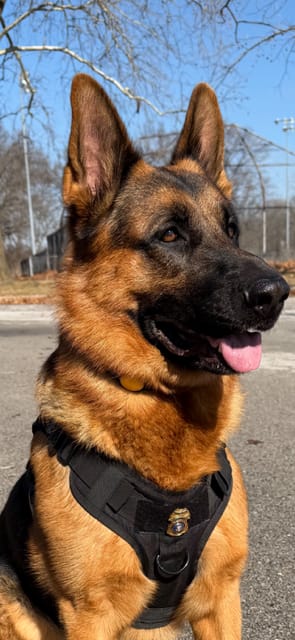 Customer photo review of Classic Heavy-Duty Tactical No-Pull Team K9™ Dog Harness With Front & Back D-Rings, Quick-Release Metal-Buckles, Hook & Loop Panels, & Top Handle