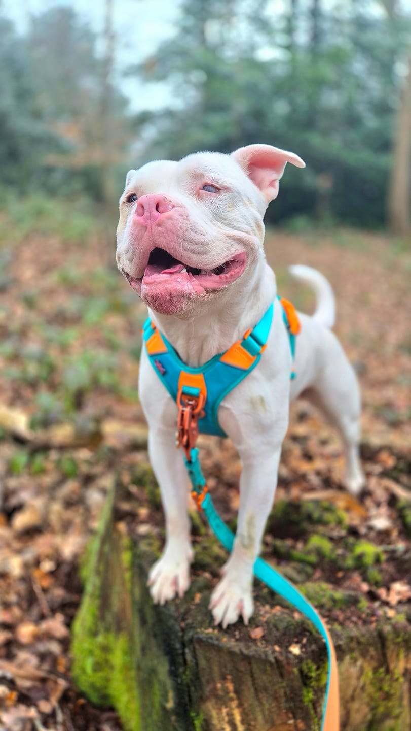 Customer photo review of Anti Pull Hurricane Harness Lighter | With Handle - Turquoise X Orange