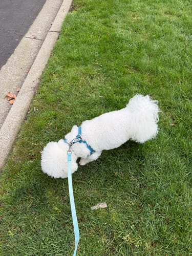 Customer photo review of Signature Silver Bones