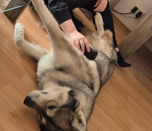 Ein Kunde bürstet einen Husky, der entspannt auf dem Rücken liegt, mit der schwarzen Fellwunder Bürste.