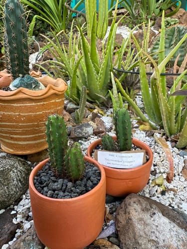 Customer photo review of Trichocereus Bridgesii | Bolivian Torch Cactus