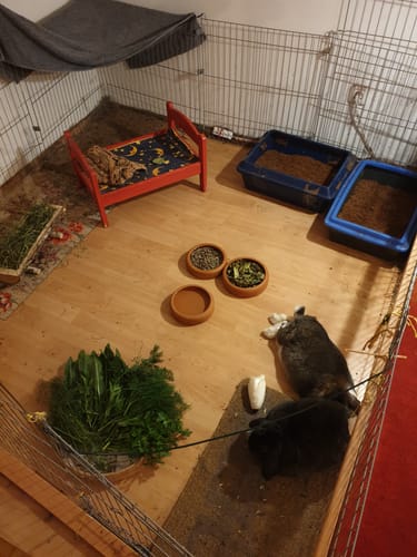 Rezensent zeigt das Kaninchengehege mit zwei Toiletten, die mit der Kleintiereinstreu gefüllt sind.