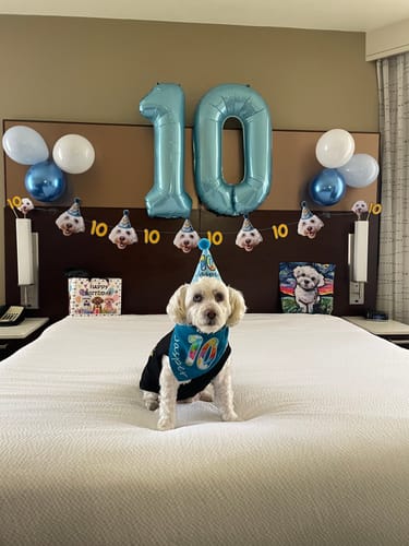 Customer photo review of Standard Personalized Dog Party Pack