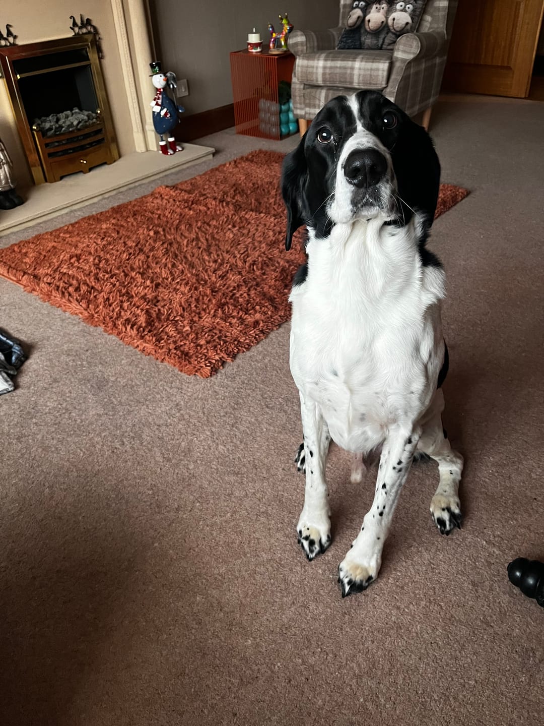Customer photo review of Norwegian Salmon Oil For Dogs & Cats