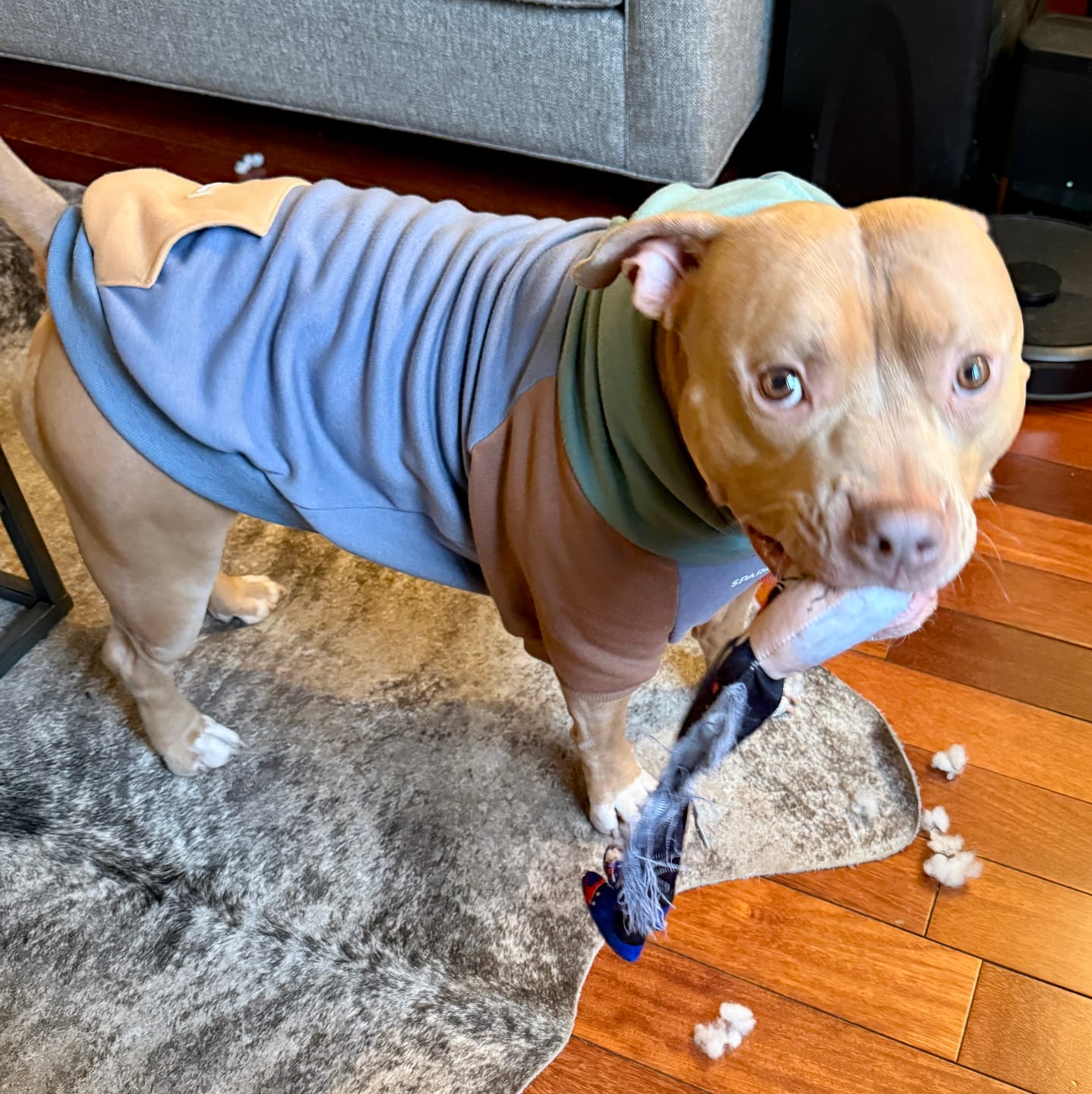 Customer photo review of Alpine Dog Hoodie