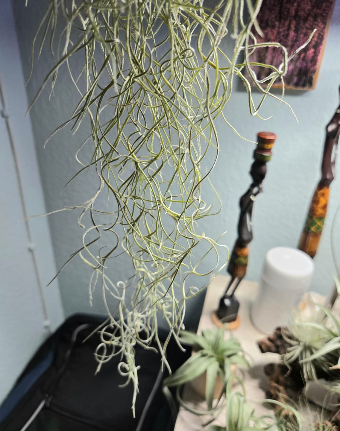 Customer photo review of Tillandsia usneoides - Lousianamoos