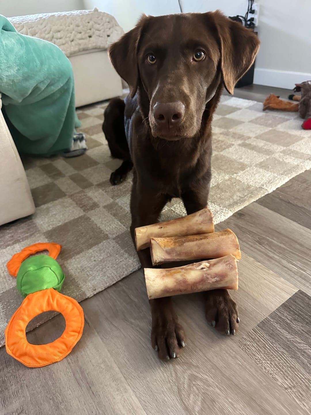 Customer photo review of Pig Ears