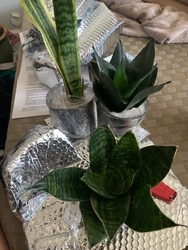 Customer photo review of Set of 3 Sansevieria Assorted in 4" Decorative Pots - Easy Care Indoor Plants - Sansevieria Houseplants - Snake Plant Set - Ready Gift