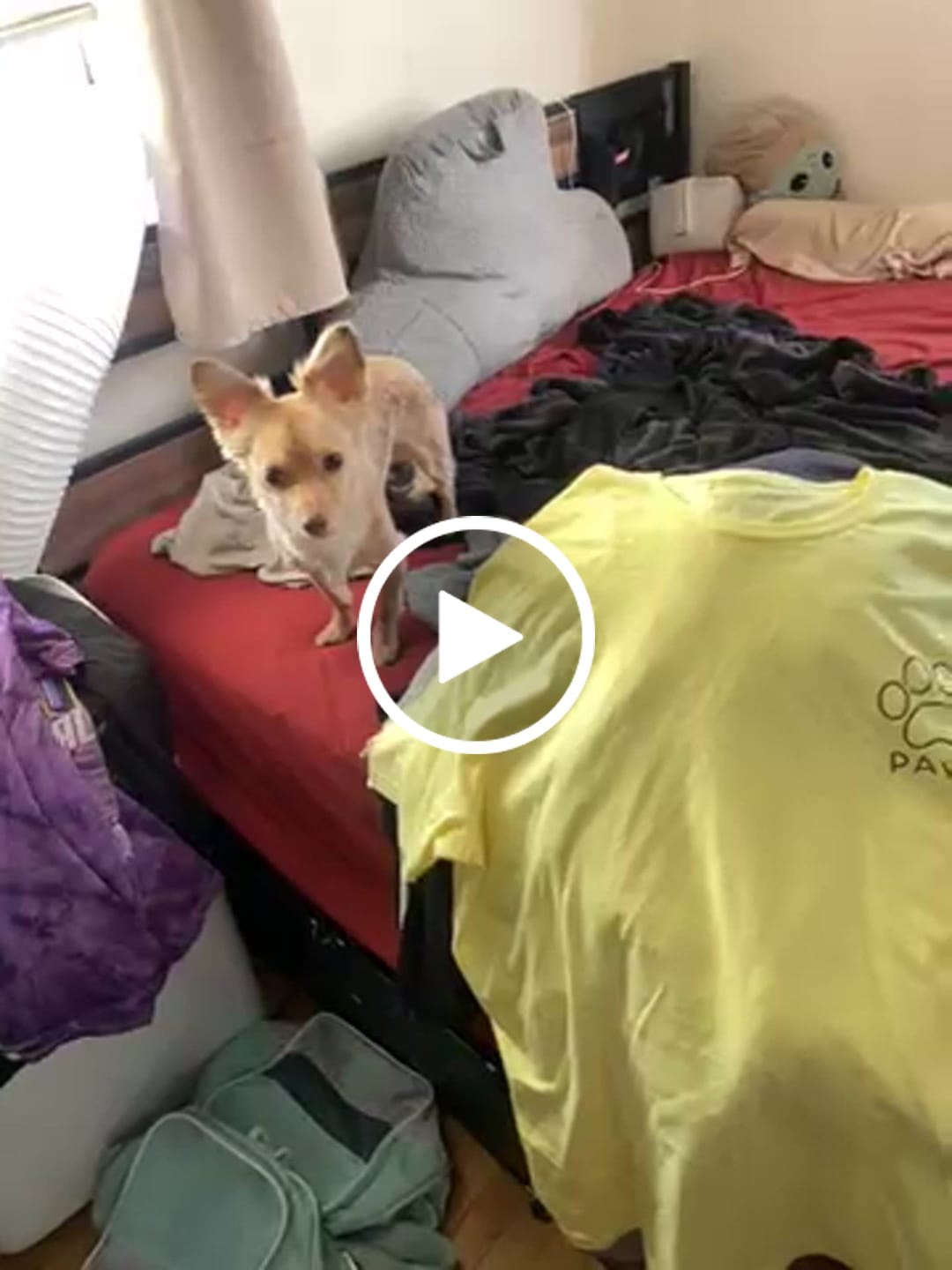 Customer video review of Braver, Stronger, Smarter - Yellow (Adult Short Sleeve T-Shirt) Limited Edition