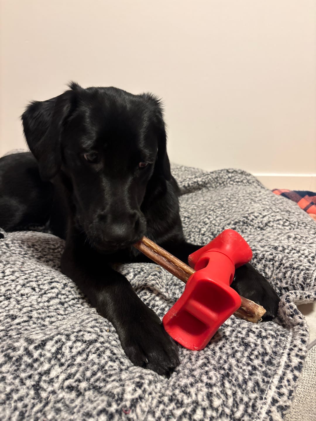 Customer photo review of 12 Inch Thick Bully Stick