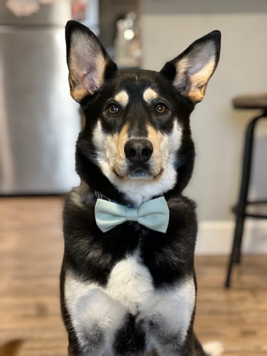 Customer photo review of Sage Green Dog Bow Tie for Dog Collar and Cat Collar