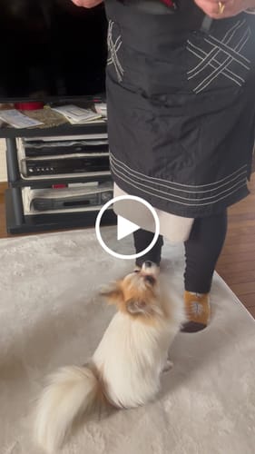 Customer video review of FunFunPet 高機能ハーネス（お名前タグ作成サービス付き）