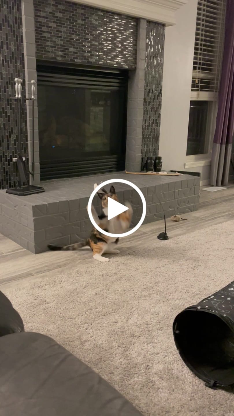 Customer video review of Interactive Bird Simulation Cat Toy Set