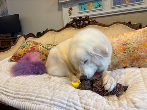 Customer photo review of Fly & Fetch Launching Toys