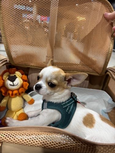 Customer photo review of Airline Approved Travel Pet Carrier
