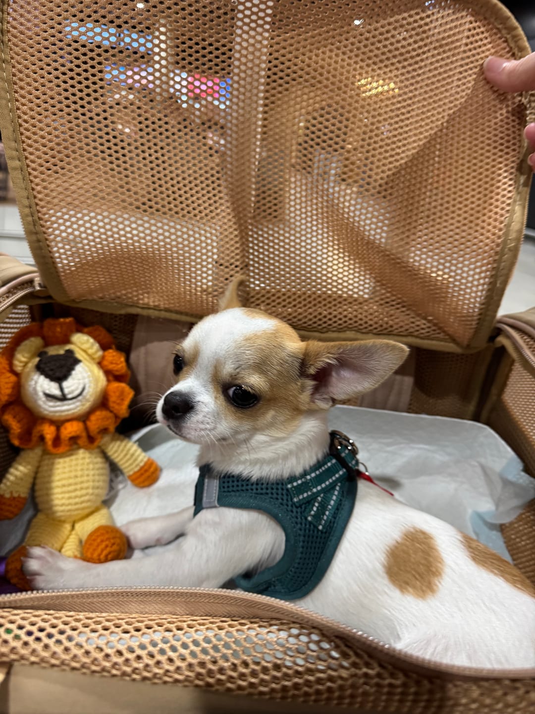 Customer photo review of Airline Approved Travel Pet Carrier