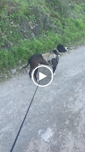 Customer video review of NEW Upgraded Tactical No-Pull Team K9™ Dog Harness with 4 Quick-Release Metal Buckles, Reinforced Front & Back V-Rings, Hook & Loop Panels, Adjustable Straps, Reflective Strips, & Top Handle